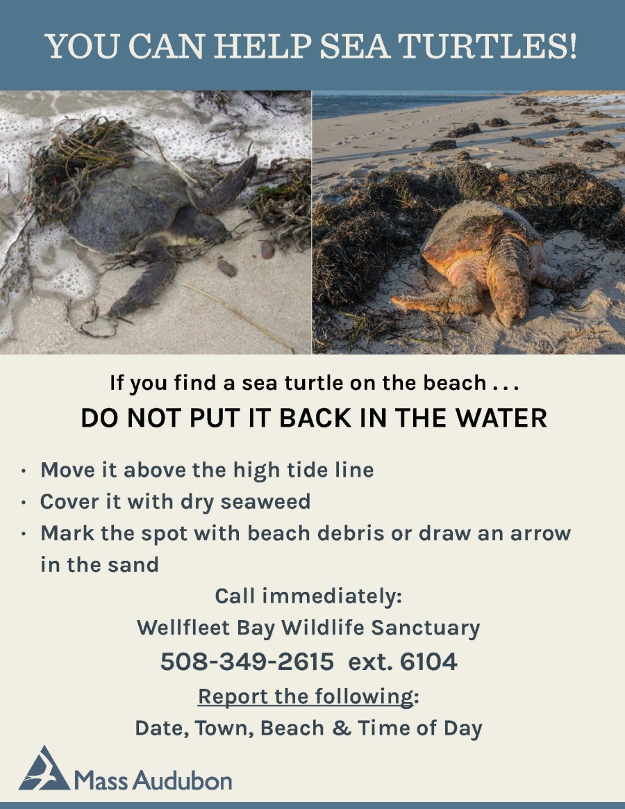 Beach Sign for Cold Stunned Turtles