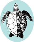 line drawing of a green sea turtle
