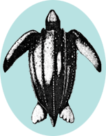 line drawing of leatherback turtle