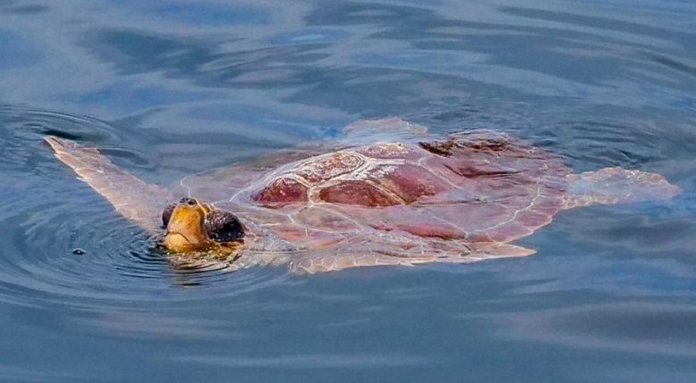 Loggerhead catching a breath at the surface. Photo by Susan Wrisley